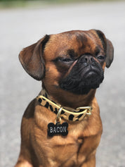 Leoparden Hundehalsband Dünn