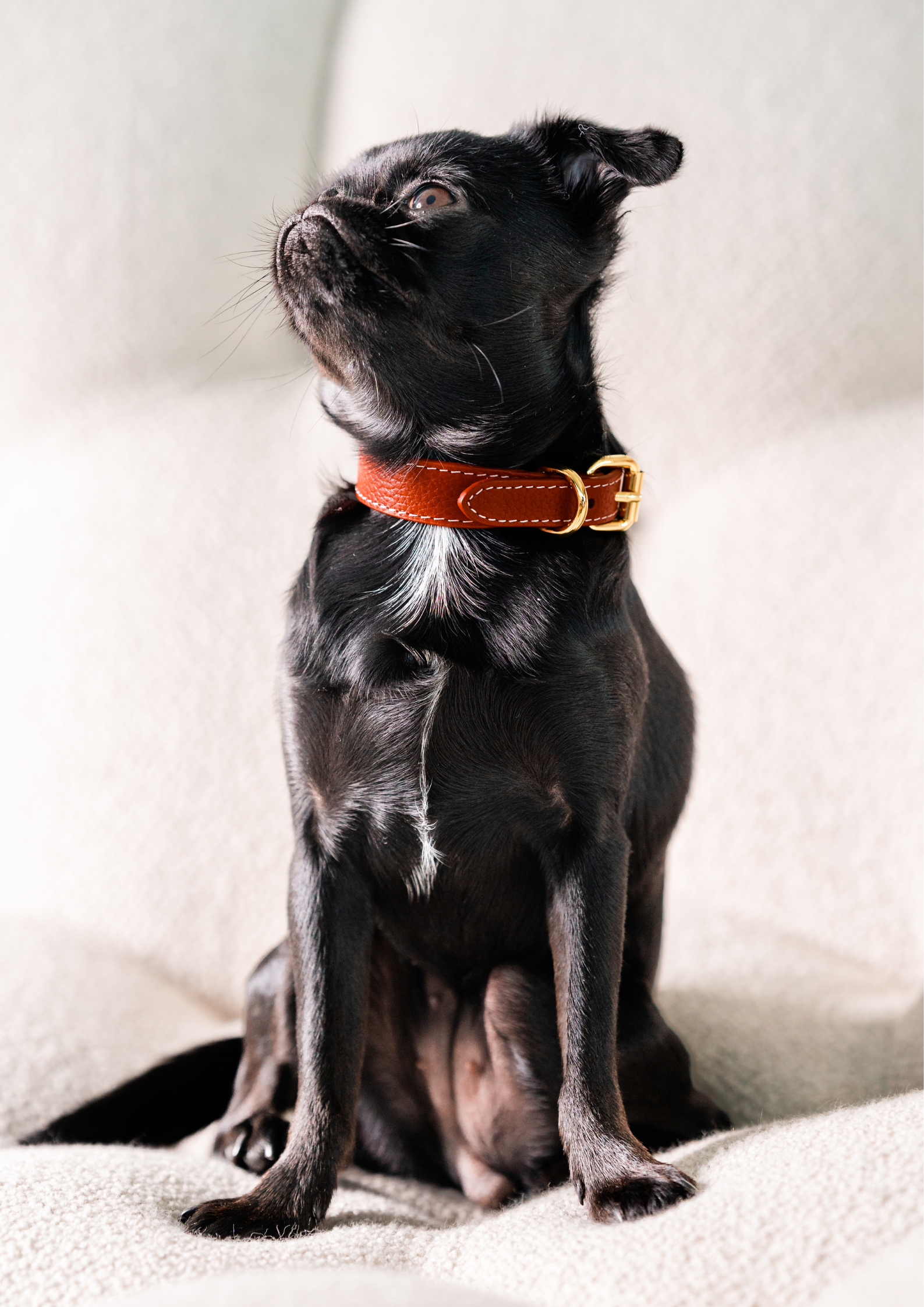 Rotes Hundehalsband Dünn
