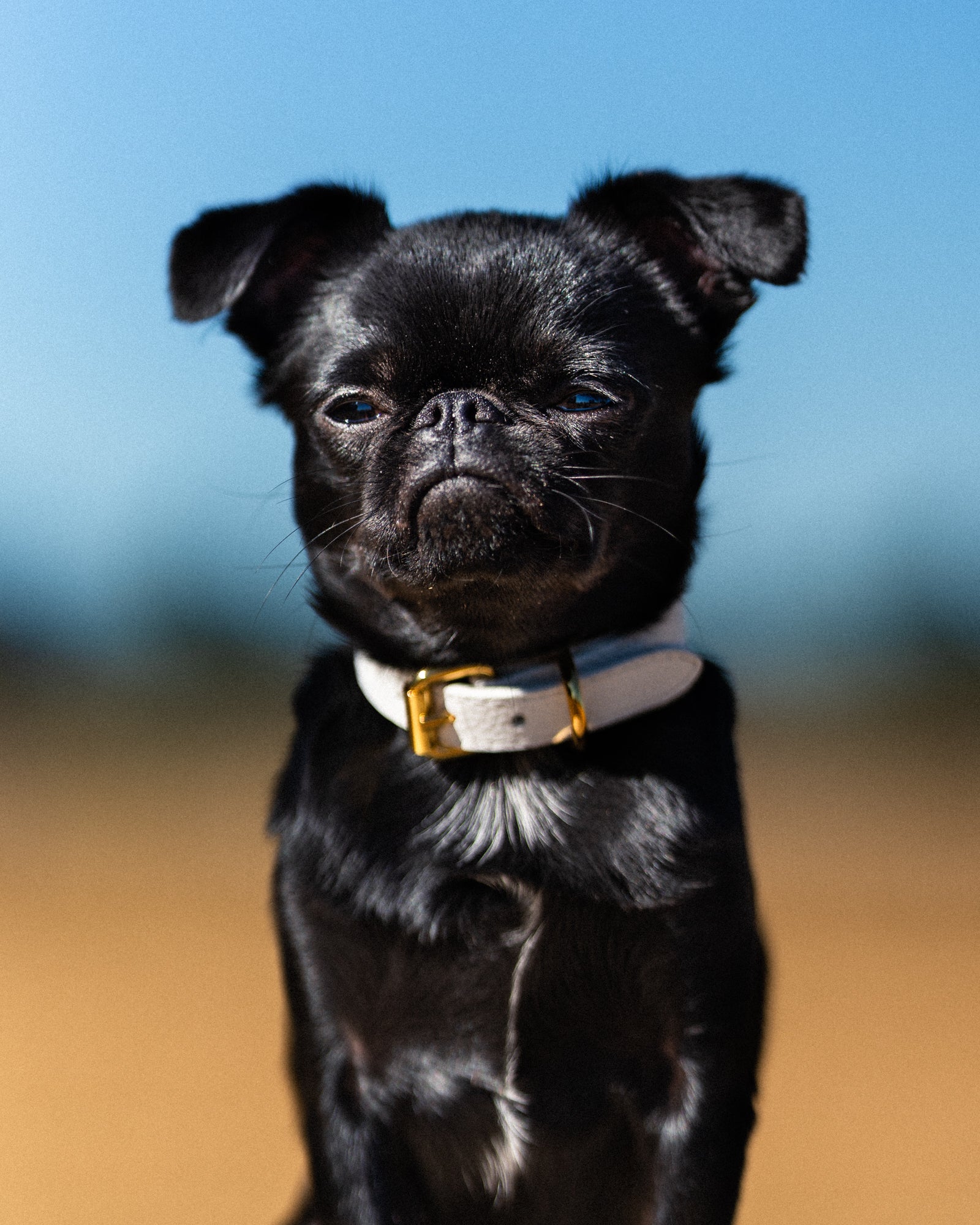 Weißes Hundehalsband Dünn