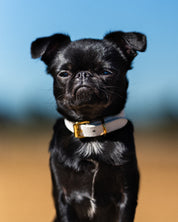 Weißes Hundehalsband Dünn
