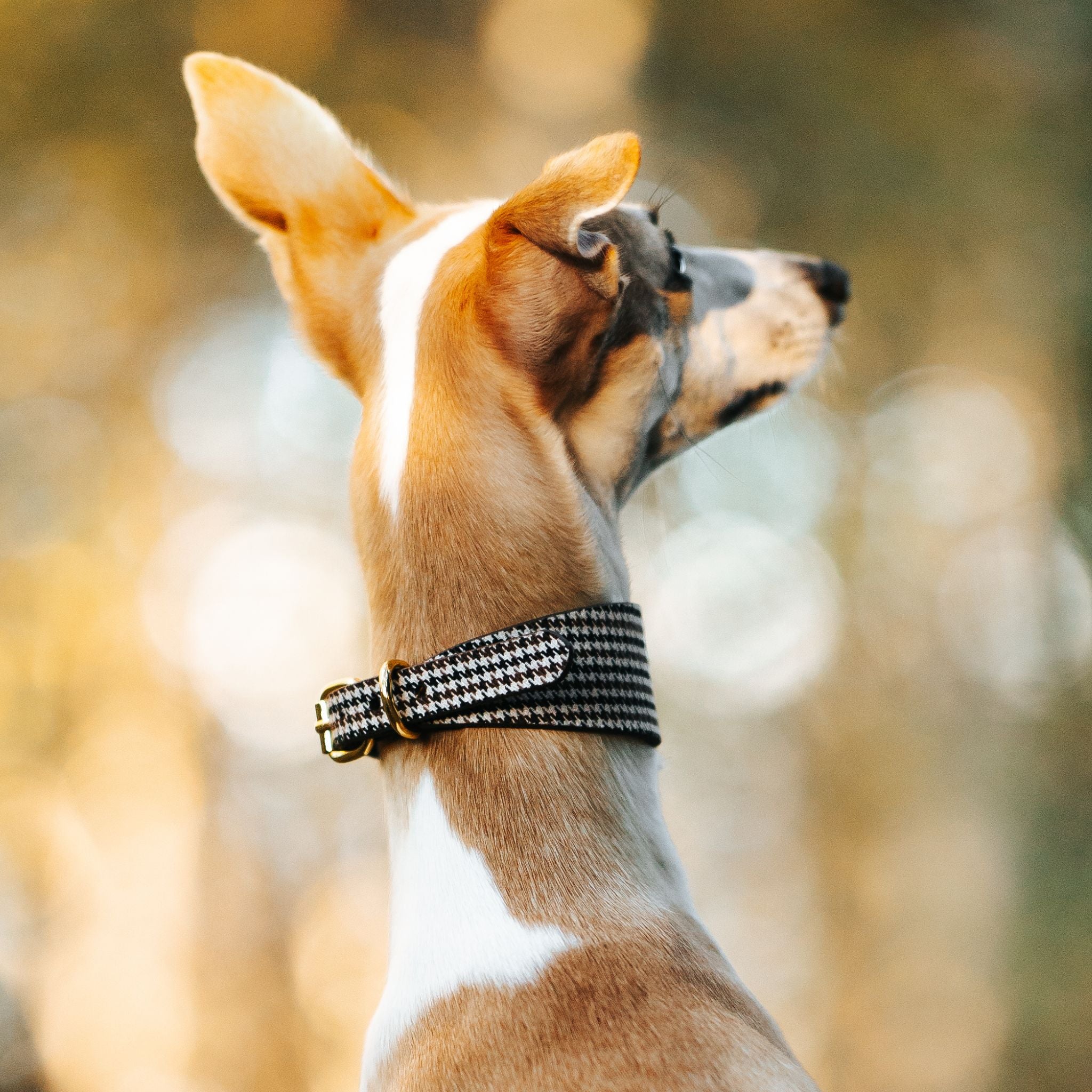 Beiges Hahnentrittmuster Hundehalsband Breit