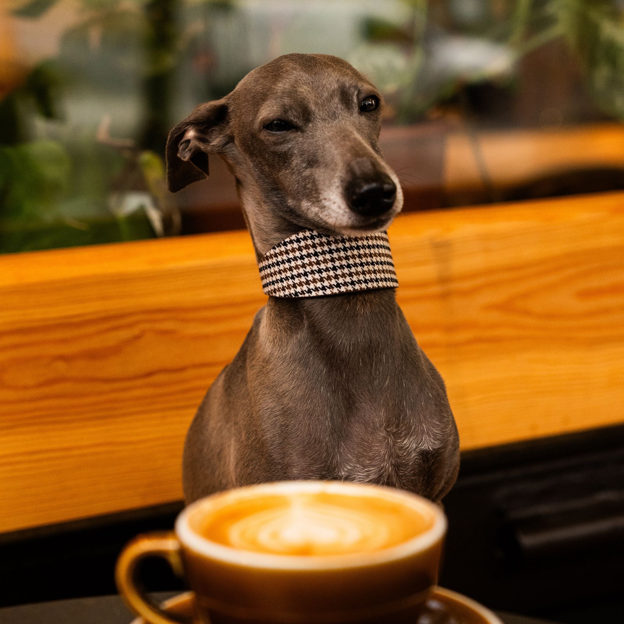 houndstooth-dog-collar-xs-wide-iggy-coffee.jpg