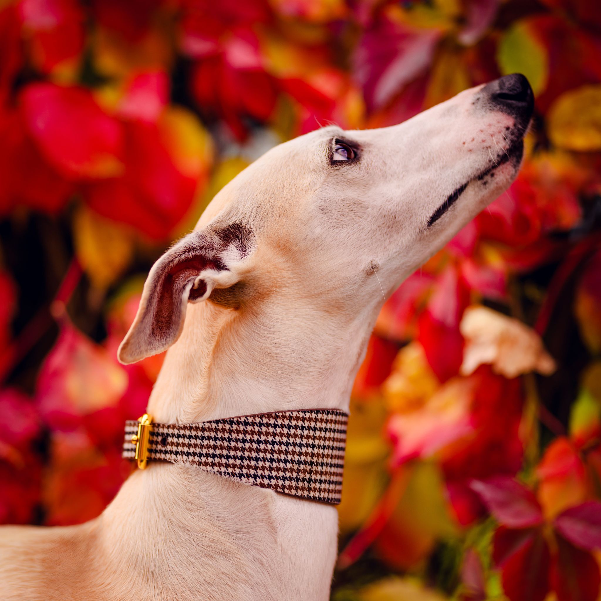 Beiges Hahnentrittmuster Hundehalsband Breit