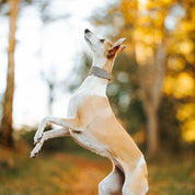 Beiges Hahnentrittmuster Hundehalsband Breit
