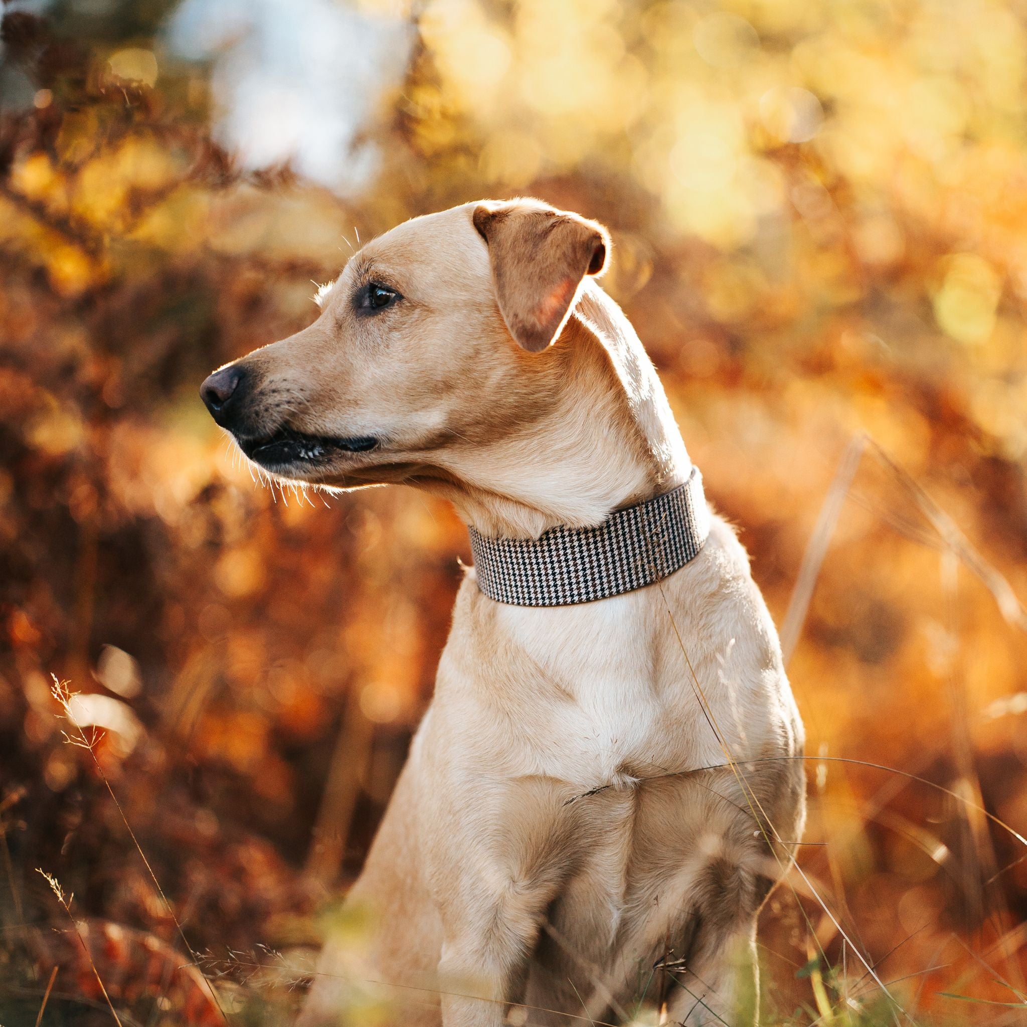 houndstooth-xl-wide-labrador-autumn-side.jpg