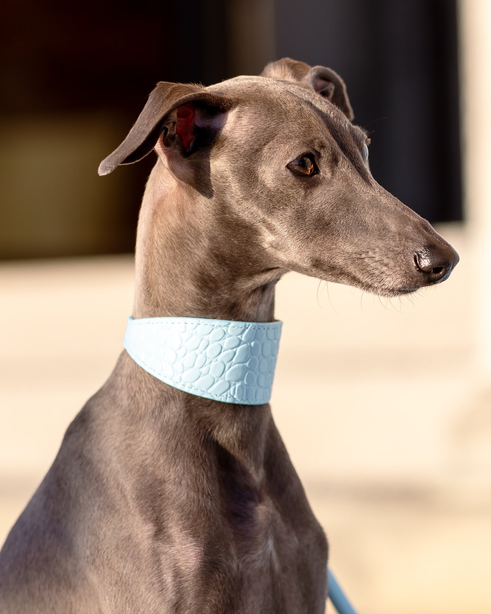 Baby Blue Croco Hundehalsband Breit