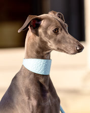 Baby Blue Croco Hundehalsband Breit
