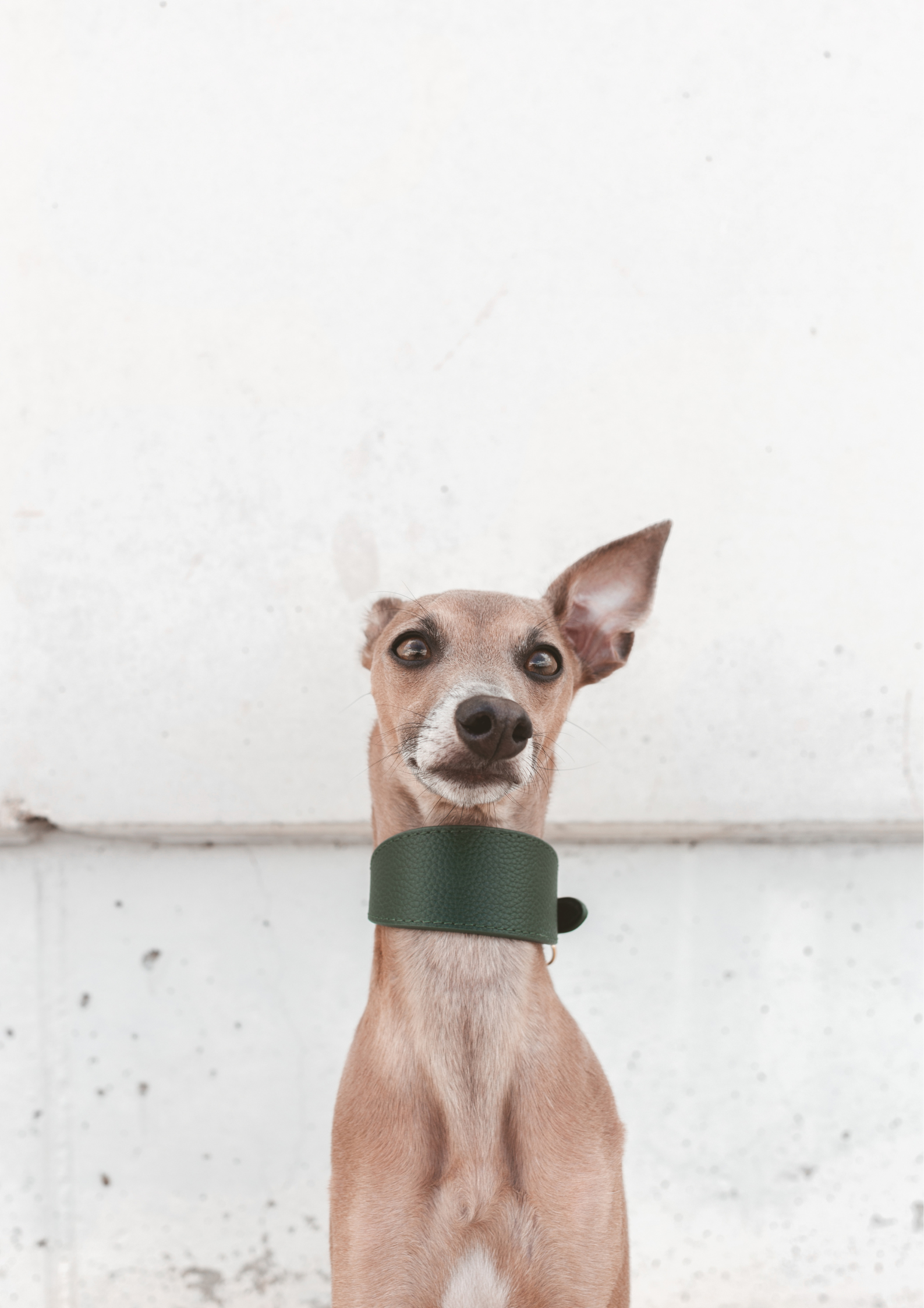 Dunkelgrünes Hundehalsband Breit