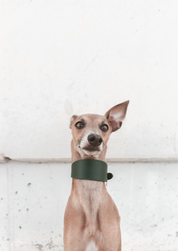 Dunkelgrünes Hundehalsband Breit