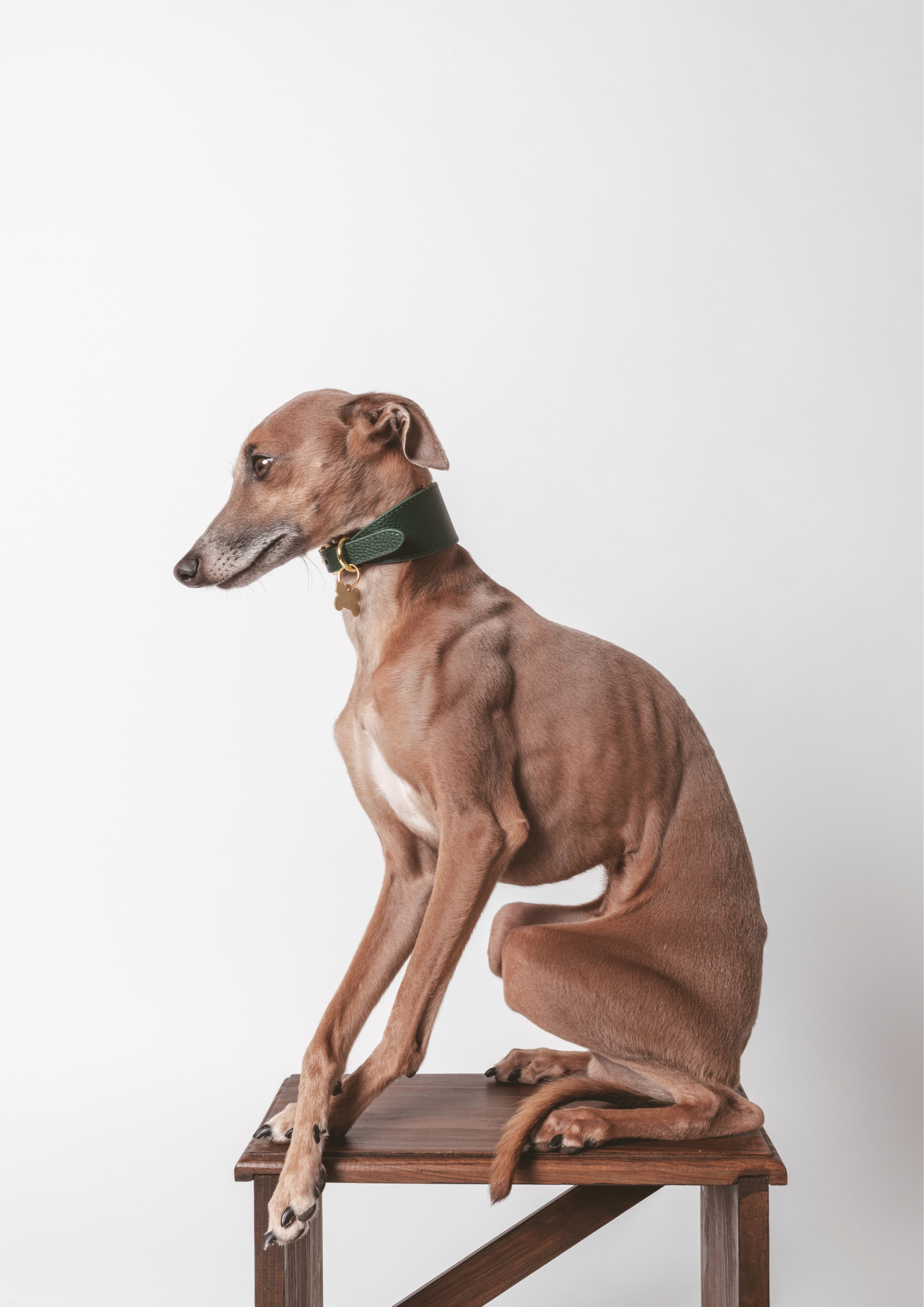 Dunkelgrünes Hundehalsband Breit