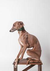 Dunkelgrünes Hundehalsband Breit