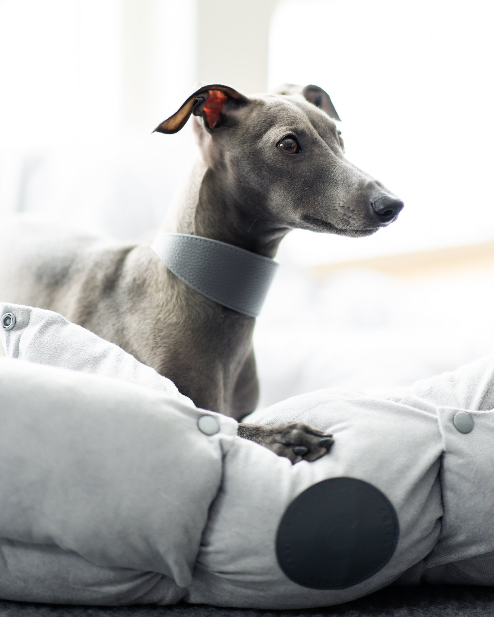 Dunkelgrauer Hundehalsband Breit