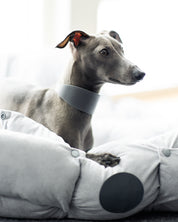 Dunkelgrauer Hundehalsband Breit