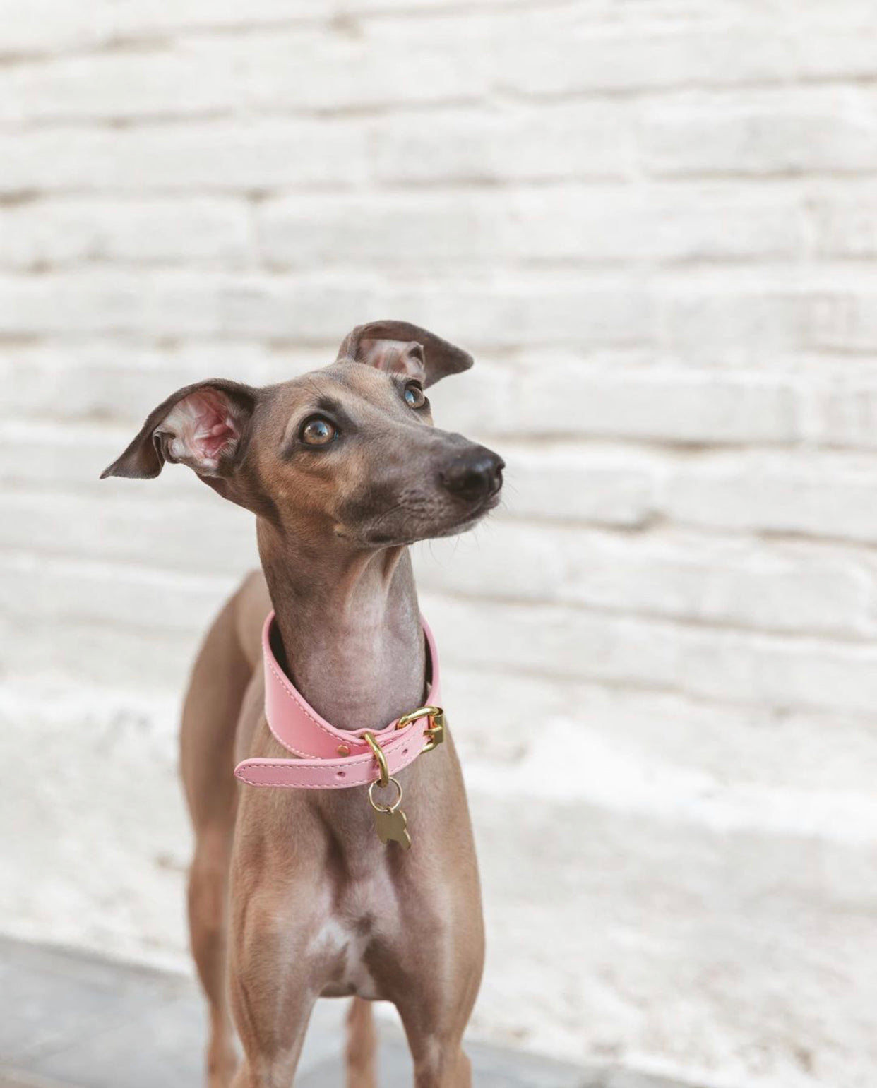 Rosa Hundehalsband Breit