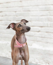 Rosa Hundehalsband Breit