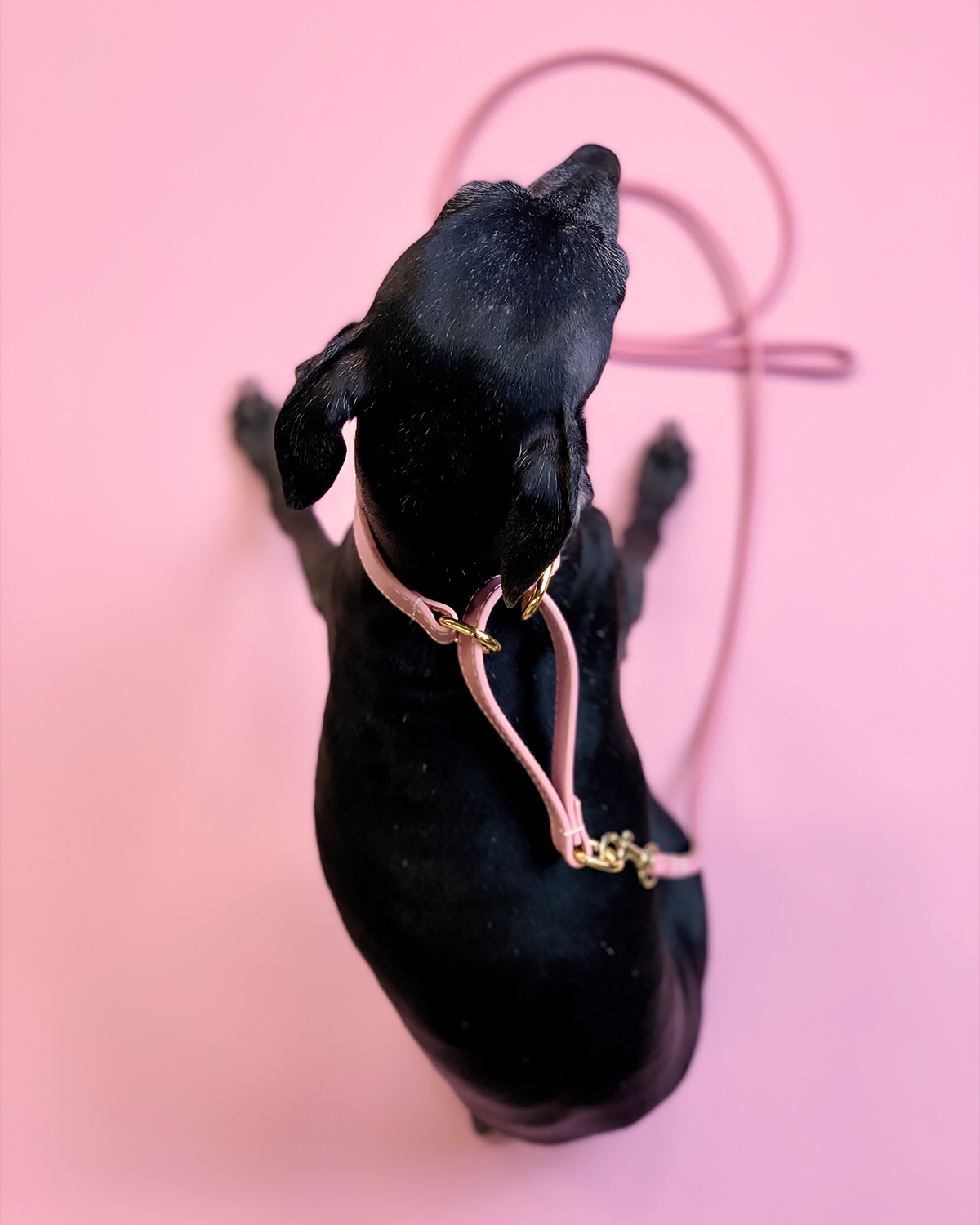 Rosa Hundemartingal Breit