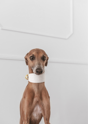 Weißes Krokodilleder Hundehalsband Breit