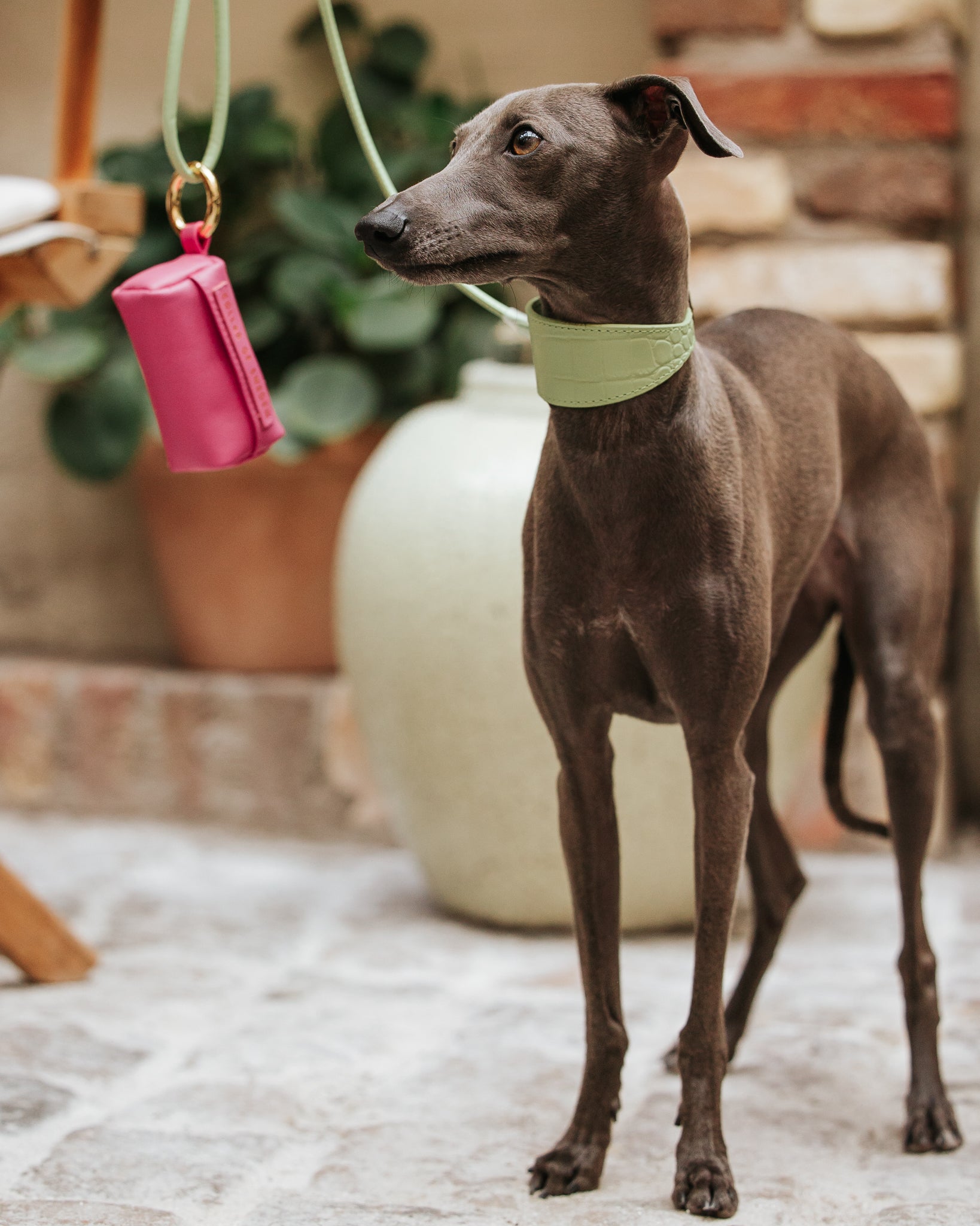 Pastel Grünes Krokodil Halsband für Hunde Wide