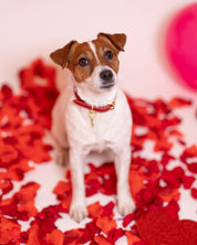 Rotes Hundehalsband Dünn