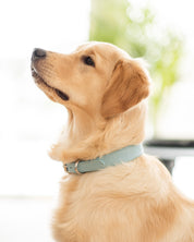 Baby Blaues Krokodilleder Hundehalsband Dünn