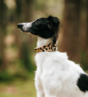 Leoparden Hundehalsband Breit