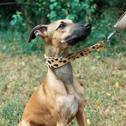 Leopardenhund Martingale Breit