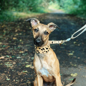 Leopardenhund Martingale Breit