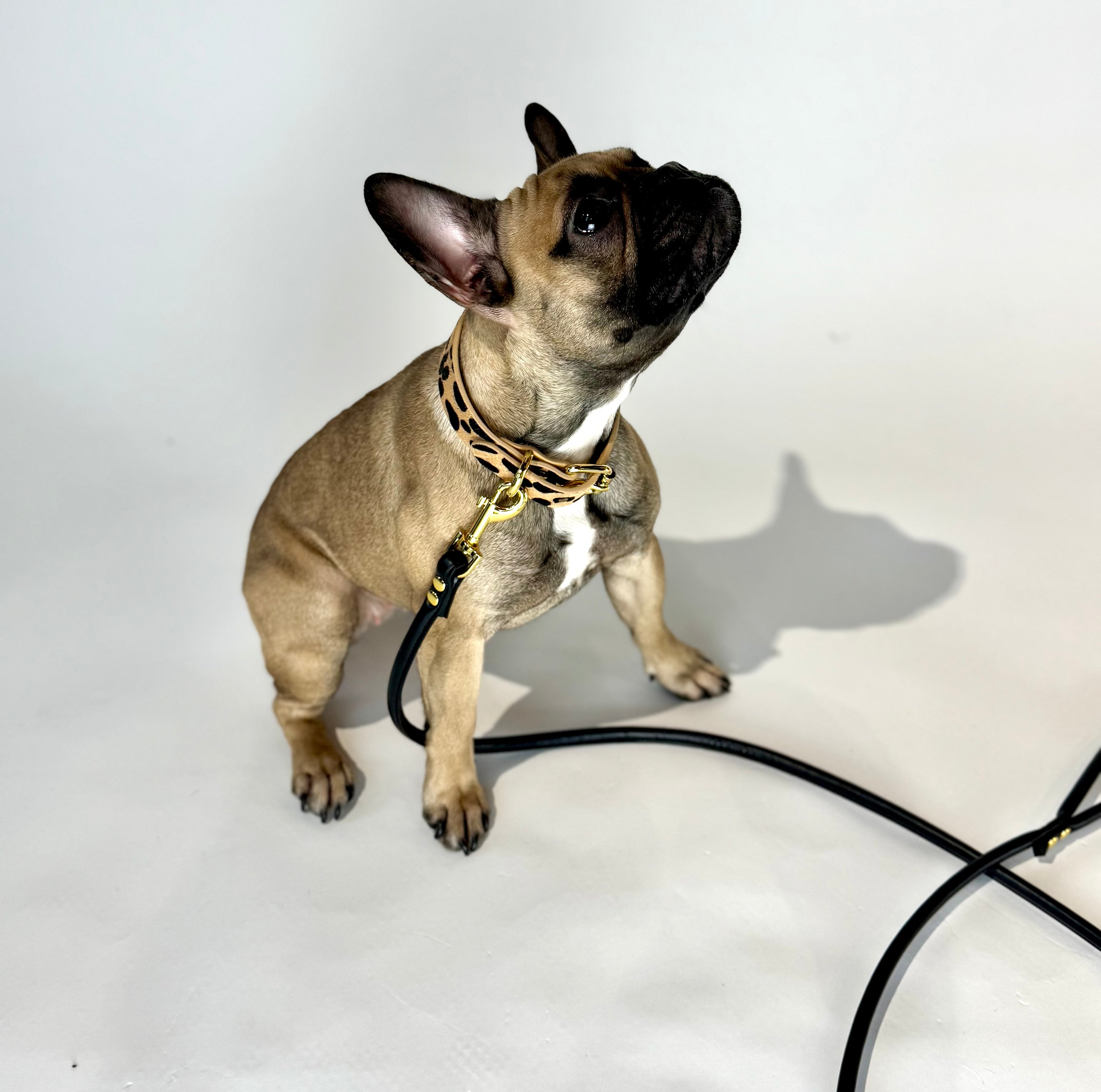 Leoparden Hundehalsband Dünn