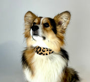 Leoparden Hundehalsband Breit