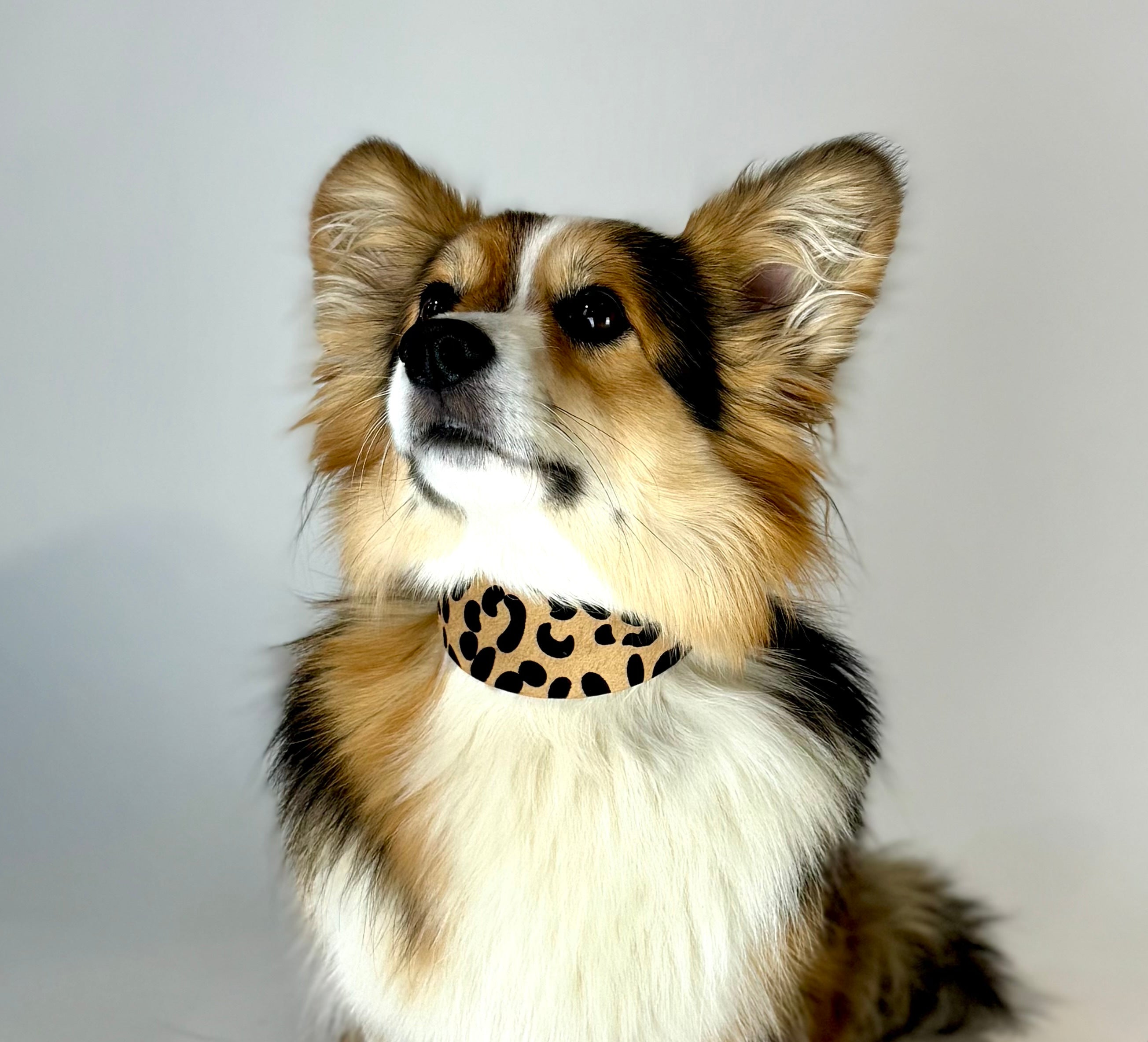 Leoparden Hundehalsband Breit
