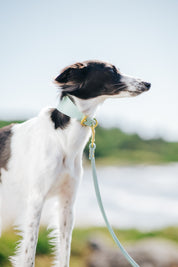 Mint Hundehalsband Breit
