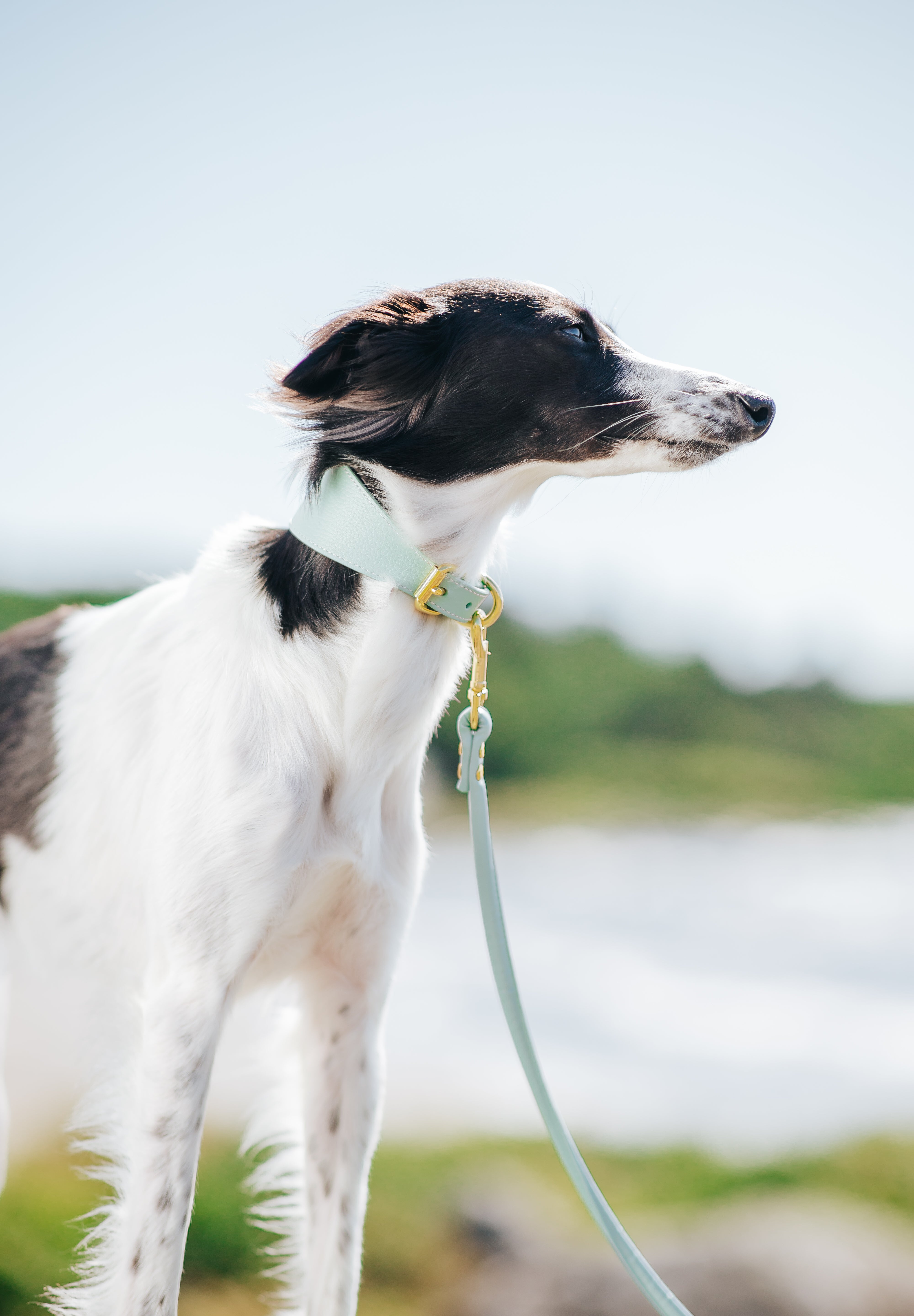 Mint Hundehalsband Breit