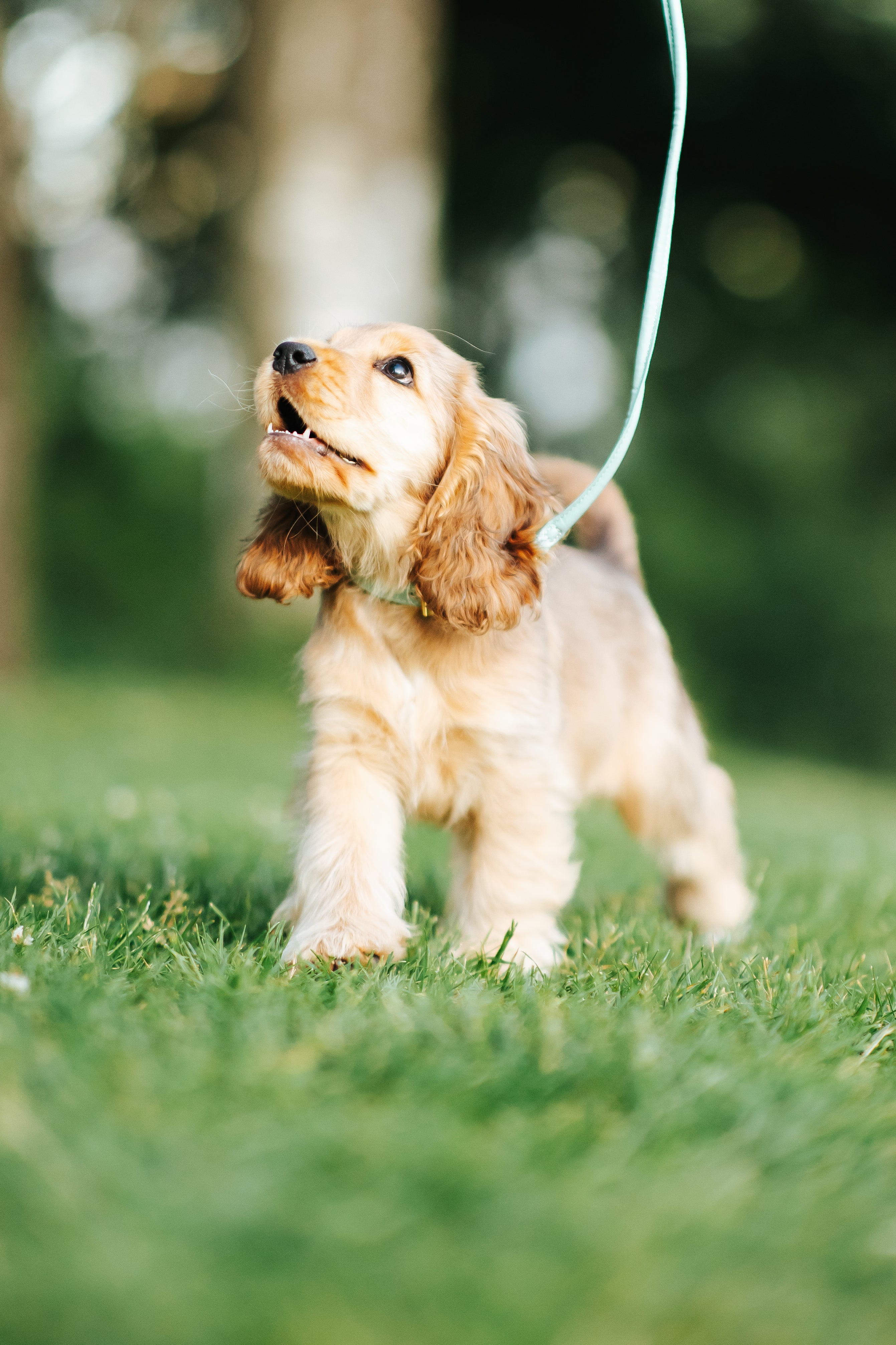Mint Hundehalsband Dünn