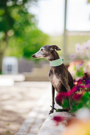 Mint Hundehalsband Breit