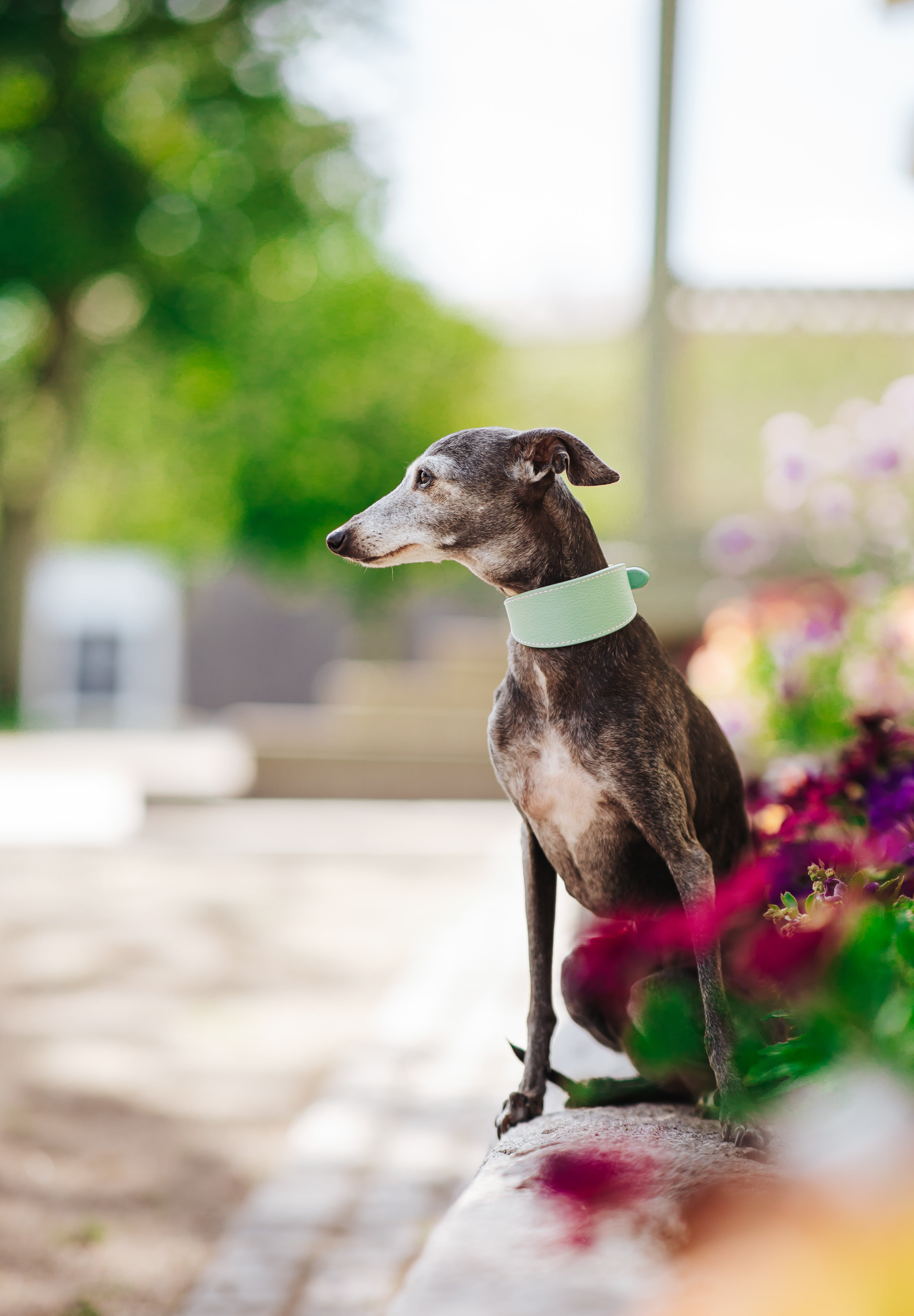 Mint Hundehalsband Breit