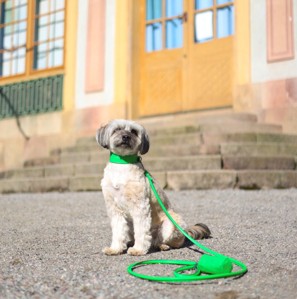 Reines Grünes Krokodil Hundehalsband Breit