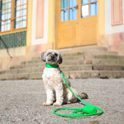 Reines Grünes Krokodil Hundehalsband Breit