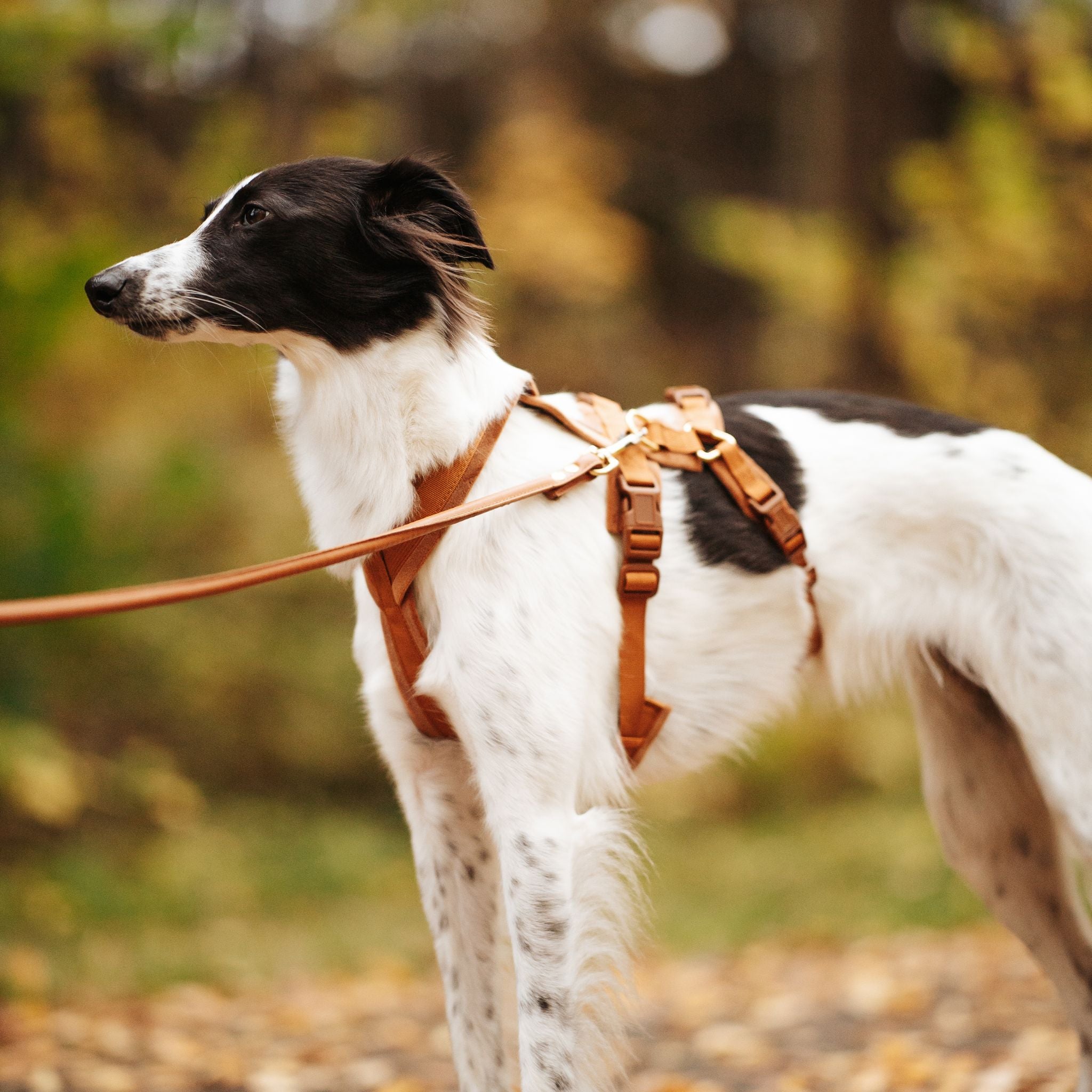 mocha-brown-harness-size-s-silken-windsprite-side.jpg
