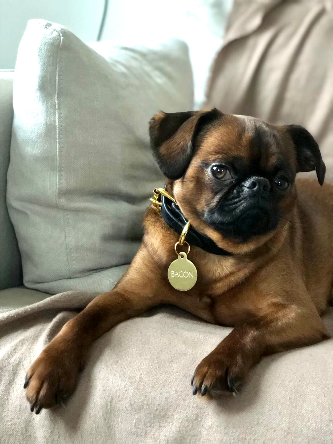 Panther Hundehalsband Dünn