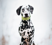 Pastel Grünes Krokodil Halsband für Hunde Wide