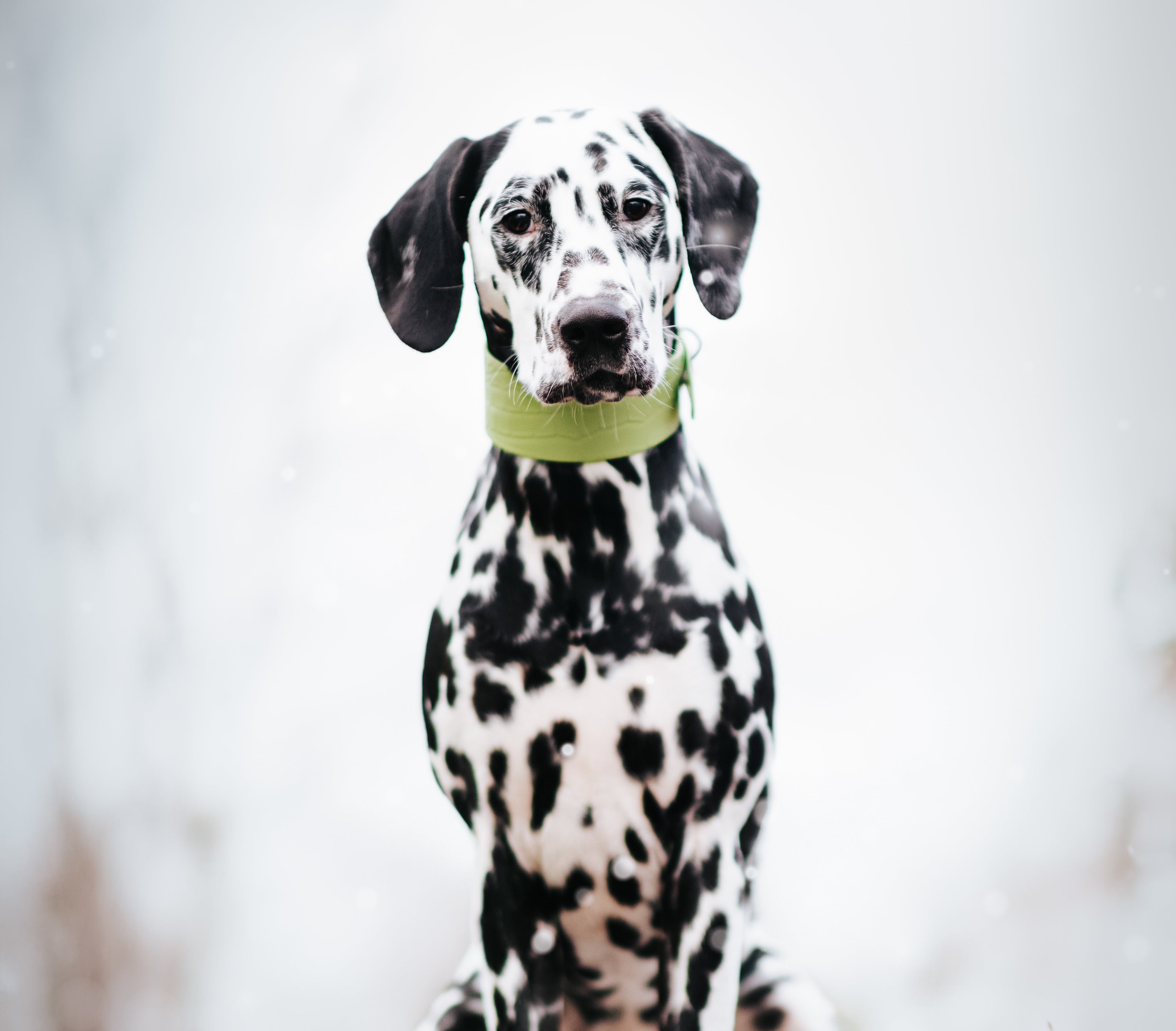 Pastel Grünes Krokodil Halsband für Hunde Wide