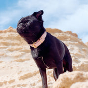 Rosa Hundehalsband Dünn