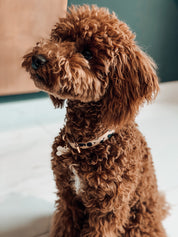 Leoparden Hundehalsband Dünn
