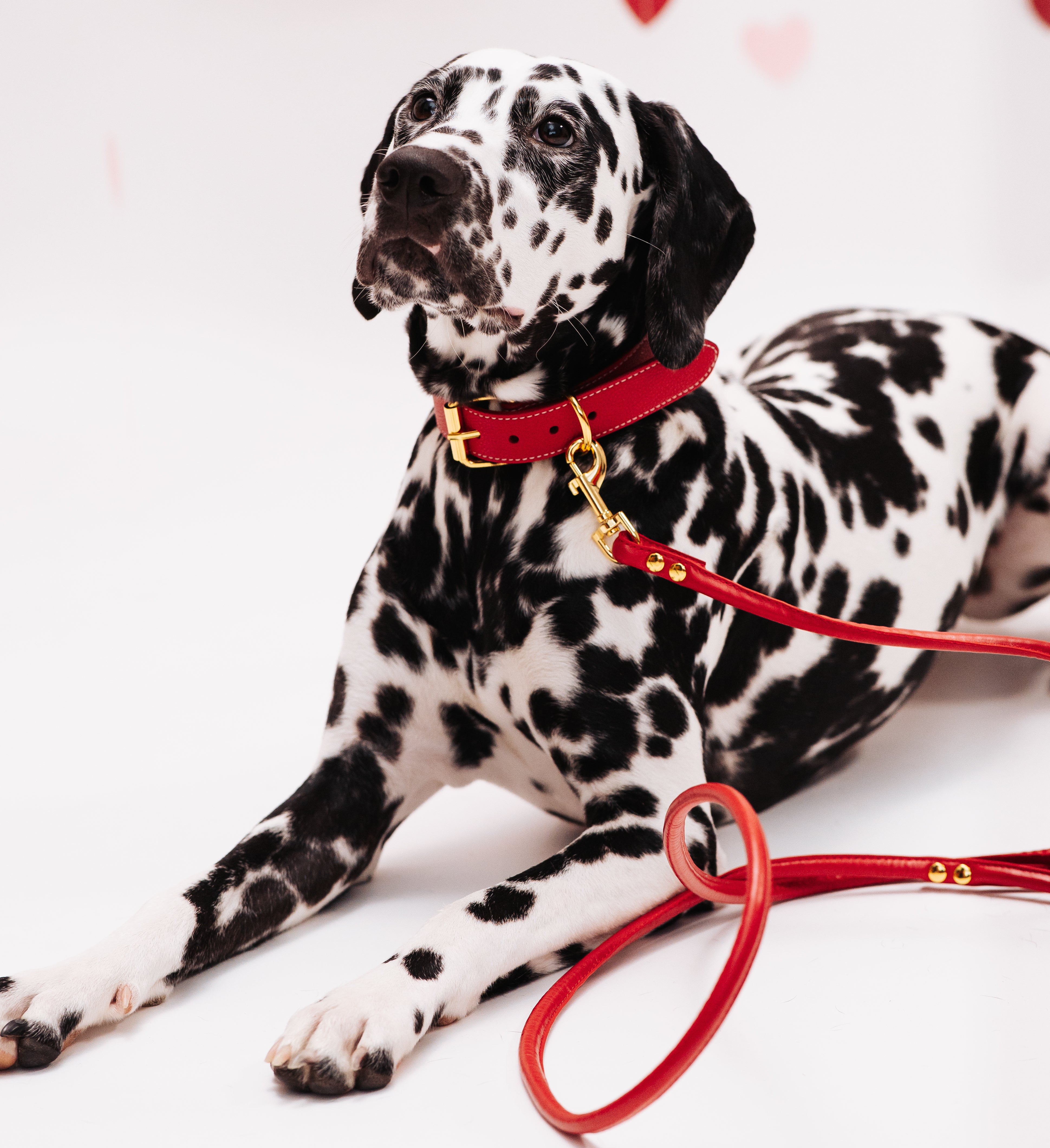 Rotes Hundehalsband Breit