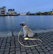 Reflektierendes Bronze Hundehalsband Breit