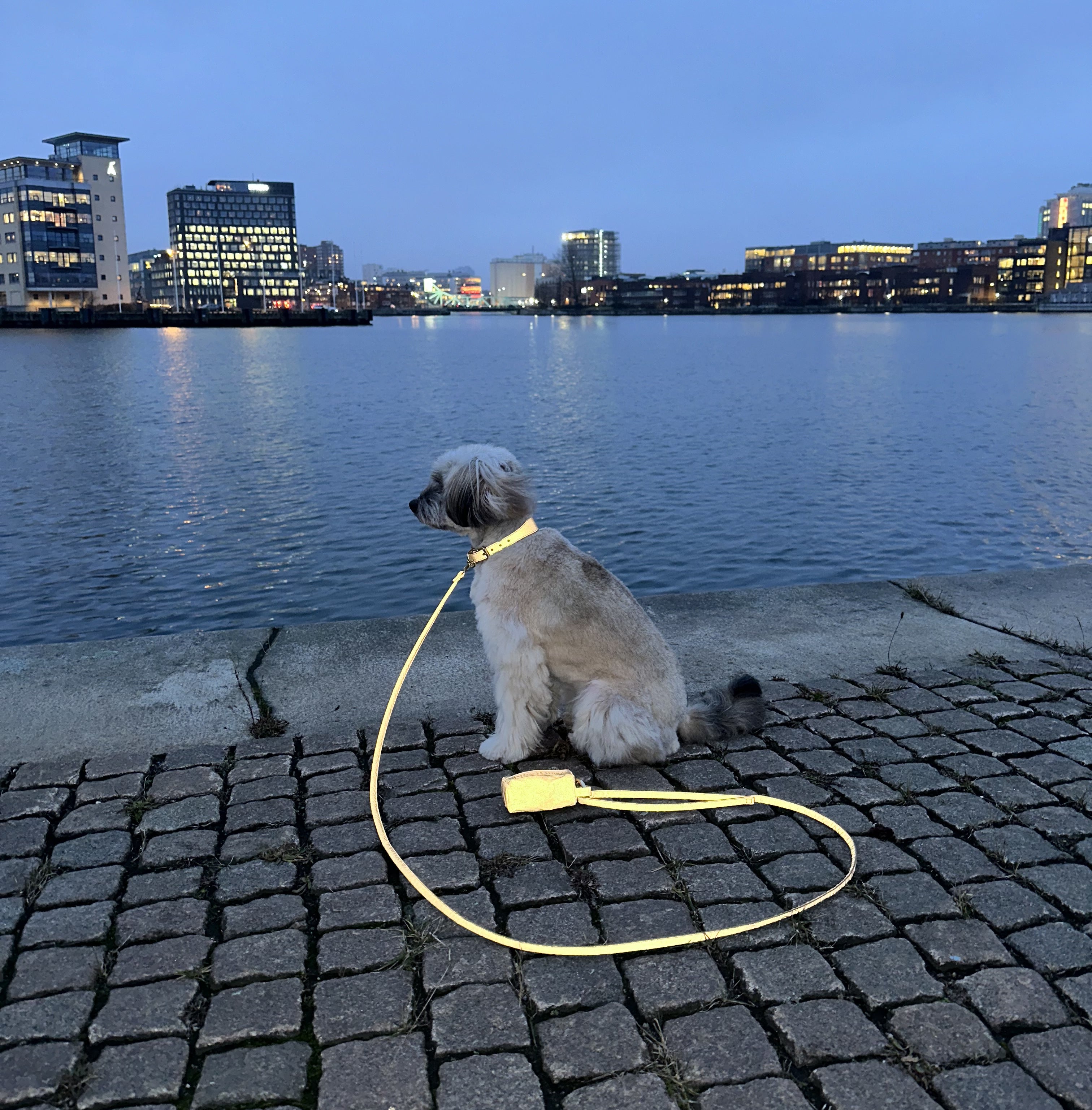 Reflektierendes Bronze Hundehalsband Breit