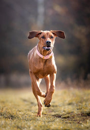 Rosa Hundehalsband Breit
