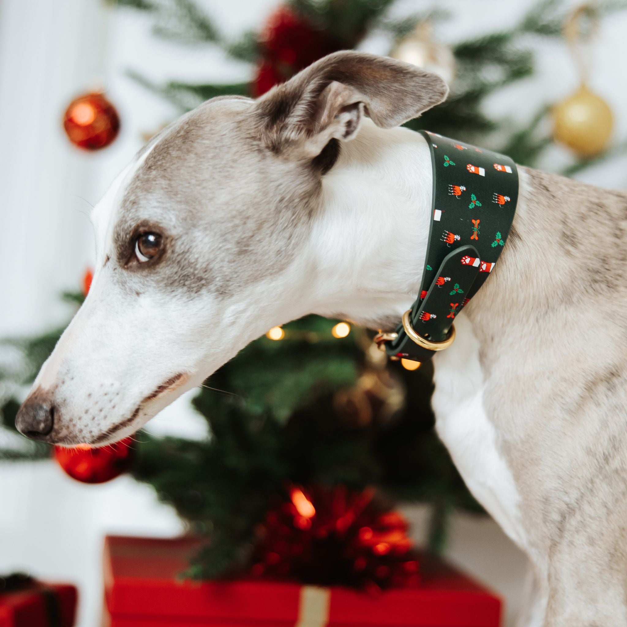 Santa Paws Christmas Dog Collar Wide