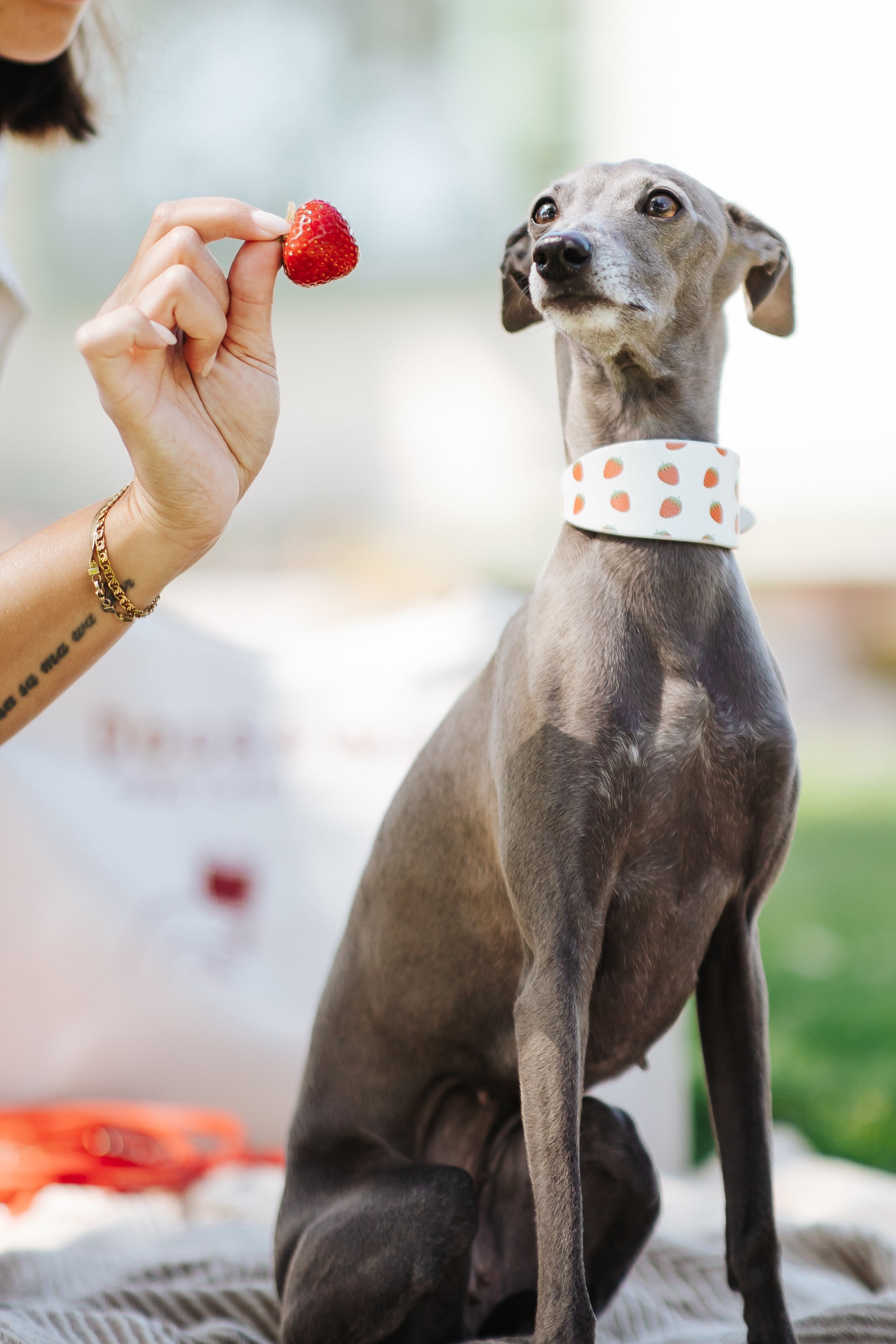 strawberry-wide-collar-italian-greyhound.jpg