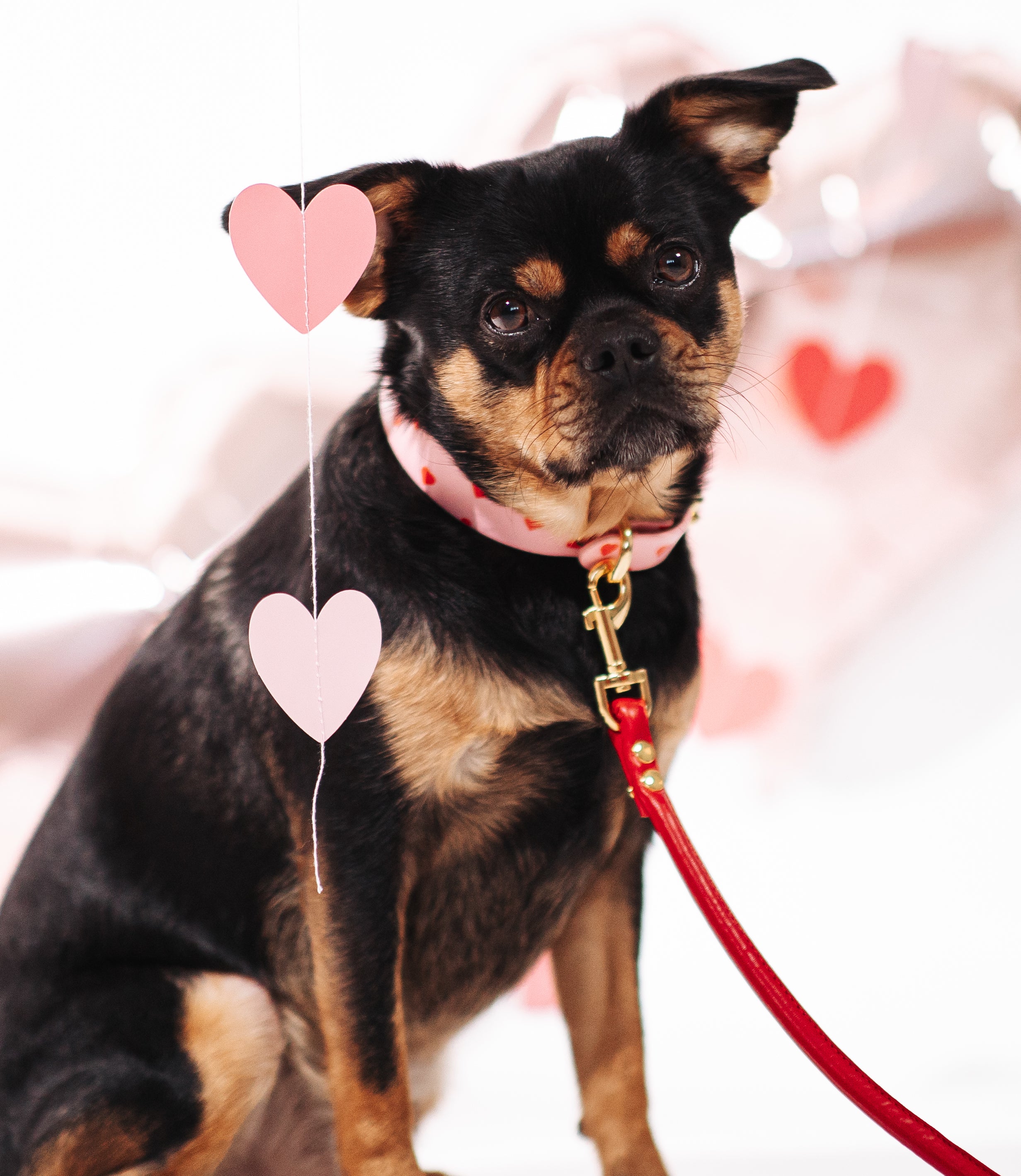 Love Hundehalsband Dünn